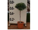 Μυρτιά μικρόφυλλη - Myrtus communis microphylla