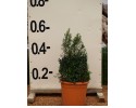 Μυρτιά μικρόφυλλη - Myrtus communis microphylla