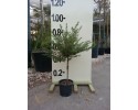 Μυρτιά μικρόφυλλη - Myrtus communis microphylla