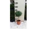 Πολύγαλα - Polygala myrtifolia