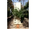 Πολύγαλα - Polygala myrtifolia
