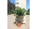 Πολύγαλα - Polygala myrtifolia