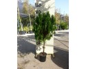 Τούγια pyramidalis aurea - Thuja pyramidalis aurea