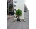 Τούγια pyramidalis aurea - Thuja pyramidalis aurea