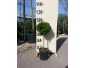 Τούγια pyramidalis aurea - Thuja pyramidalis aurea