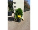 Τούγια pyramidalis aurea - Thuja pyramidalis aurea