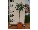 Φωτίνια - Photinia fraseri red robin
