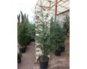 Κέδρος deodara - Cedrus deodara