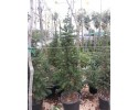 Κέδρος atlantica - Cedrus atlantica