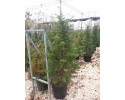 Κέδρος atlantica - Cedrus atlantica