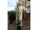 Κέδρος atlantica glauca - Cedrus atlantica glauca