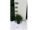 Βαξ (Wax) - Chamelaucium uncinatum