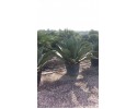 Αθάνατος ferox - Agave ferox