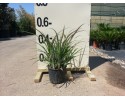 Μπιλμπέργκια - Billbergia nutans