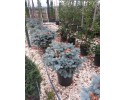 Πικέα pungens glauca globosa nana - Picea pungens glauca globosa nana