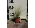 Στίπα - Stipa sp.