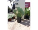 Φραγκοσυκιά - Opuntia ficus indica