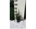 Οζόθαμνος - Ozothamnus rosmarinifolia