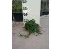 Φίκος έρπων - Ficus pumila repens