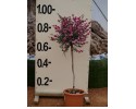 Λεπτόσπερμα - Leptospermum sp.
