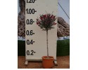 Λεπτόσπερμα - Leptospermum sp.