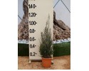Λεπτόσπερμα - Leptospermum sp.