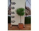 Σίτισος racemosus - Cytisus racemosus