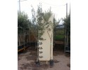 Ελιά - Olea europaea
