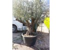 Ελιά - Olea europaea