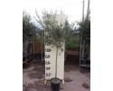 Ελιά - Olea europaea