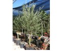 Ελιά - Olea europaea