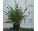 Κυδωνίαστρο horizontalis - Cotoneaster horizontalis