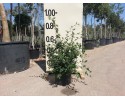 Κυδωνίαστρο lacteus - Cotoneaster lacteus