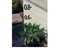 Αθάνατος attenuata - Agave attenuata