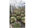 Εχινόκακτος grusonii - Echinocactus grusonii
