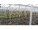 Εχινόκακτος grusonii - Echinocactus grusonii