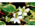 Houttuynia cordata
