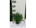 Αμπέλια - Abelia grandiflora