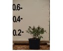 Αμπέλια - Abelia grandiflora