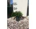 Αμπέλια - Abelia grandiflora