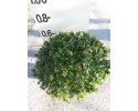 Αμπέλια - Abelia grandiflora