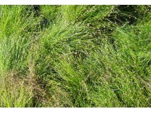 Scirpus cernuus