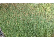 Scirpus lacustris