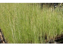 Scirpus zebrinus