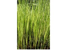 Scirpus tabertamontanii albenscens