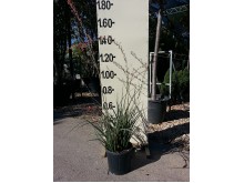 Εσπεραλόε - Hesperaloe parviflora