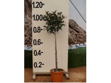 Ευγενία etna - Eugenia etna