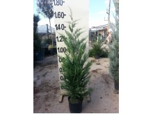 Κυπαρίσσι leylandii - Cupressocyparis x leylandii