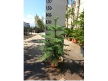 Αρωκάρια - Araucaria excelsa