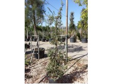 Γιουνίπερους oxycedrus - Juniperus oxycedrus